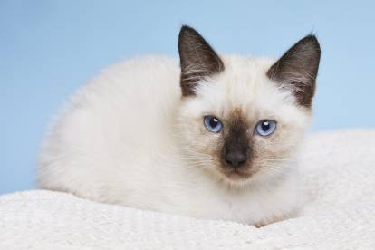 Un chaton Siamois Thaï