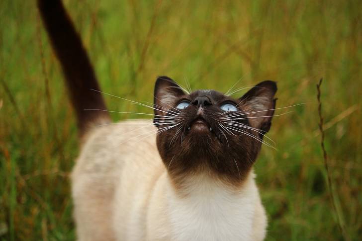 Les 10 Plus Petites Races De Chat Du Monde