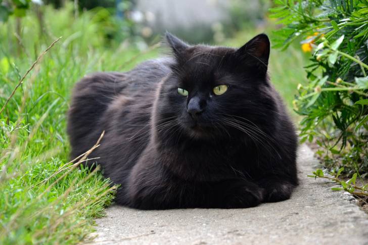 Un chat Chantilly allongé dans l'herbe