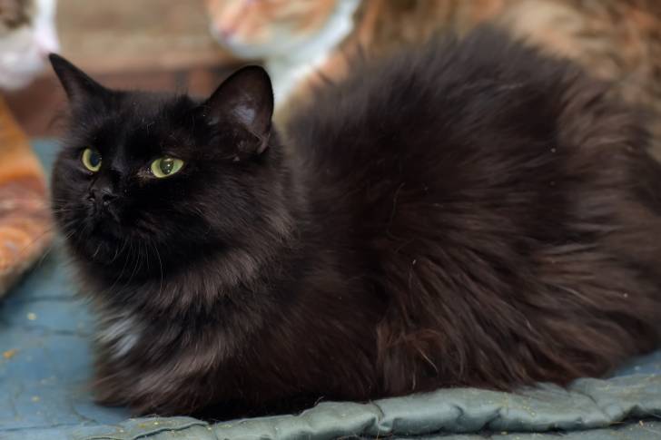 Un chat Chantilly noir assis sur le sol