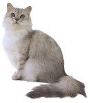 Tiffany Anglais - Tiffany