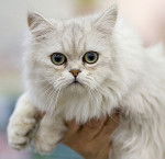 Le Tiffany - Tiffany