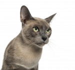 tonkinese - Tonkinois