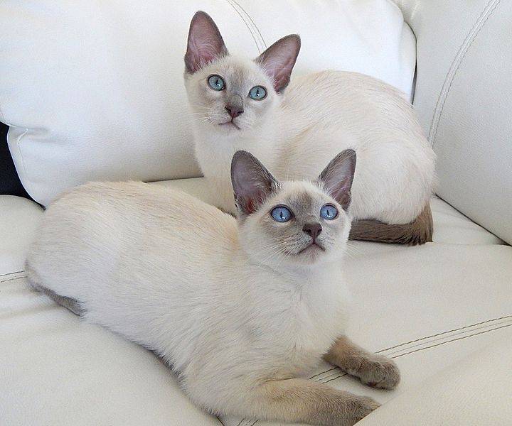 Deux Tonkinois allongé sur un sofa blanc