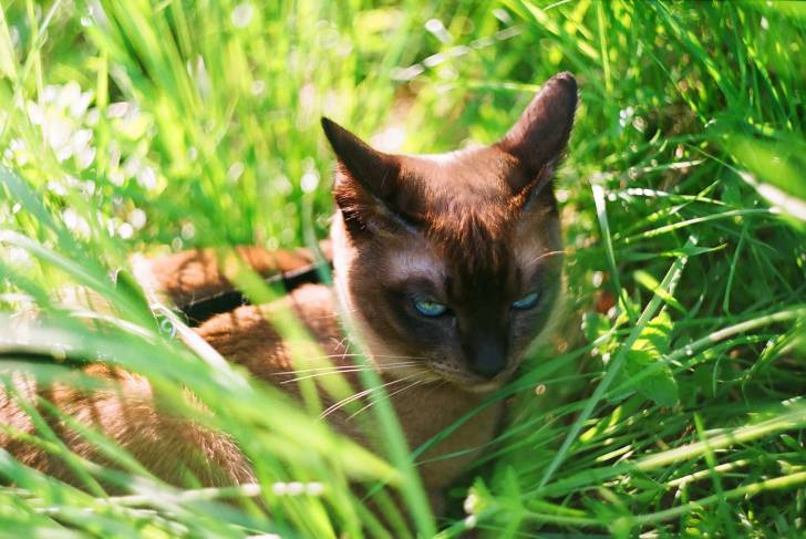 Un Tonkinois dissimulé dans l'herbe d'un jardin