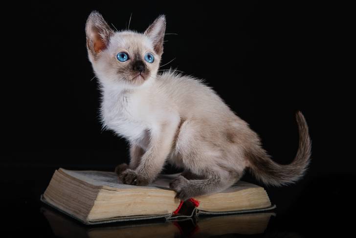 Un chaton Tonkinois assis sur un livre ouvert