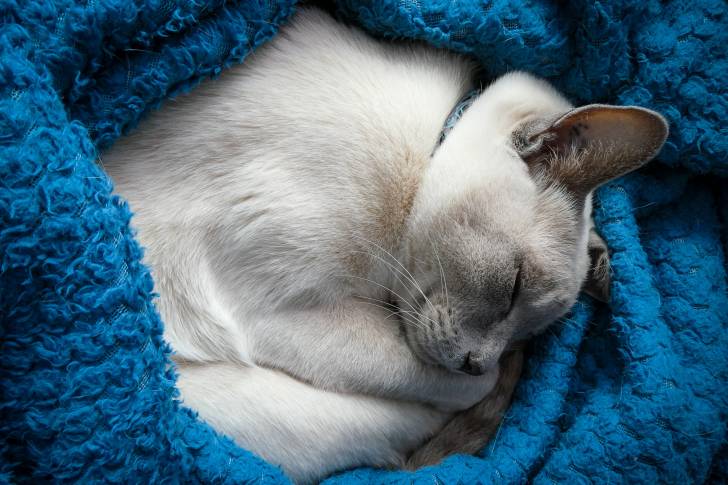 Un Tonkinois endormi dans un plaid bleu