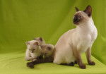 tonkinese - Tonkinois
