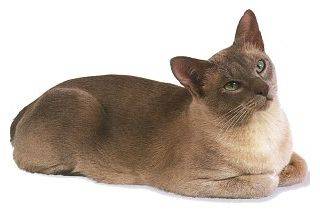 Tonkinois - Tonkinois