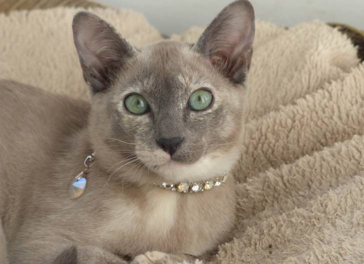 Un Tonkinois qui porte un collier doré 