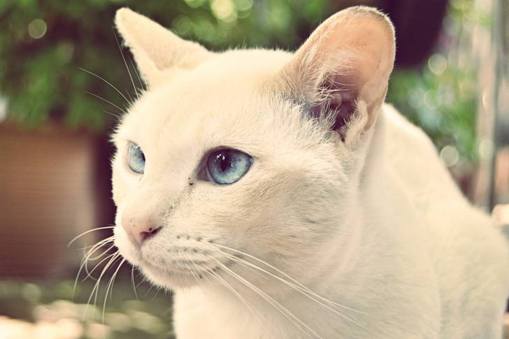 Un Tonkinois vu de profil