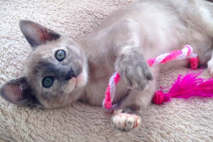 Un Tonkinois en train de jouer avec une corde pour chat