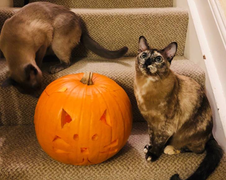 Des Tonkinois qui posent à côté d'une citrouille