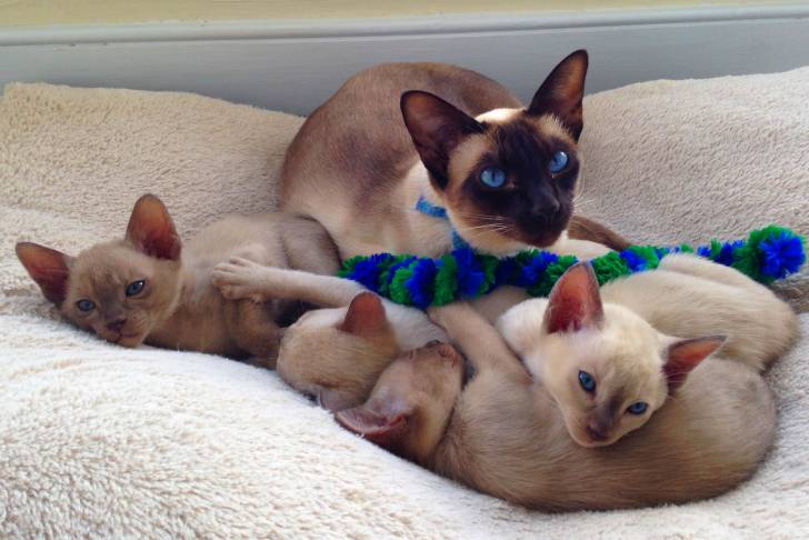 Un Tonkinois femelle avec ses chatons