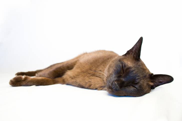 Un Tonkinois allongé sur un lit