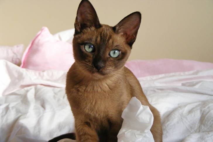 Un Tonkinois assis sur un lit