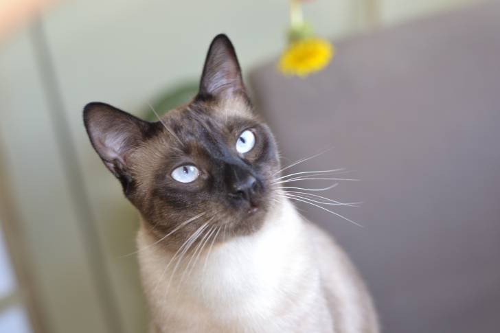 Un Tonkinois assis en face de l'objectif