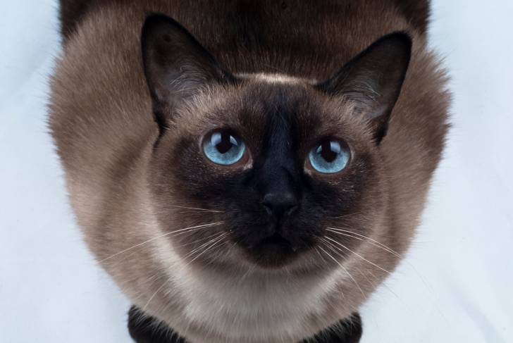 Un Tonkinois aux yeux clairs