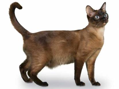 Un Tonkinois sur fond blanc