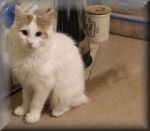 Twiggy - Turc de Van (3 ans)