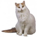Turkish Van - Turc de Van
