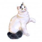 Turkish Van - Turc de Van