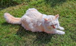 Turkish Van - Turc de Van