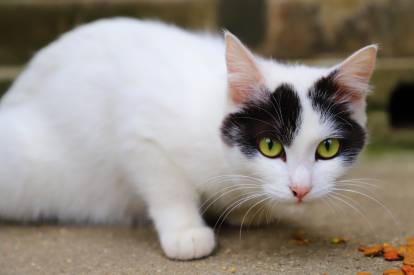 Les chats noirs et blancs races motifs caract re