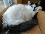 black turkish van - Turc de Van