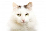 Turkish Van - Turc de Van