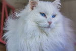 Un Turkish Van blanc aux yeux bleus