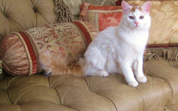 Le Turkish Van blanc et roux assis dans le divan