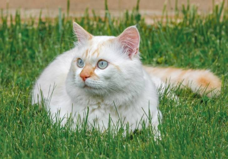 Un Turc de Van blanc et roux aux yeux bleus allongé dans l'herbe