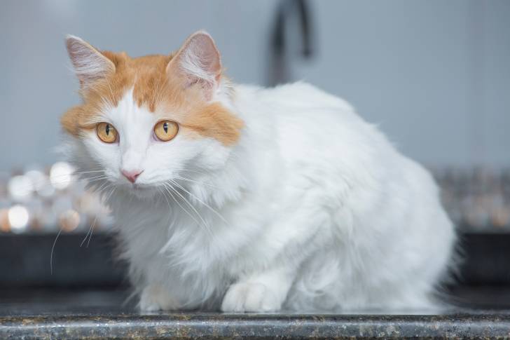 Un Turc de Van blanc avec des taches rousses sur la tête