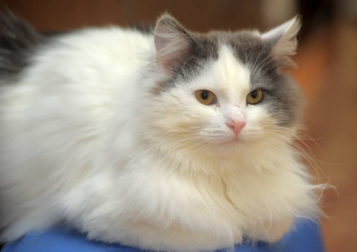 Un Turc de Van blanc avec quelques taches grises sur la tête