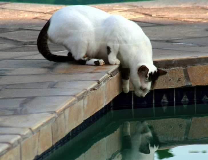 Un Turc de Van s'approchant de l'eau de la piscine