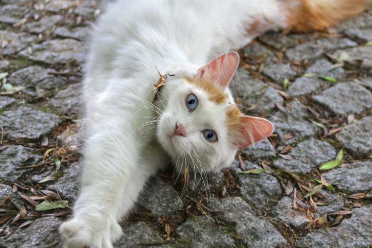 Chat Sportif Les Races De Chat Les Plus Sportives