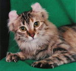 American Curl - American Curl