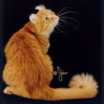 American Curl - American Curl