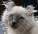 Cuddly Curl's UMABEL - American Curl