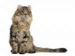 Photo American Curl