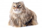 Photo American Curl