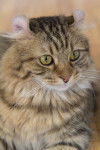 Photo American Curl