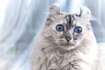 Photo American Curl