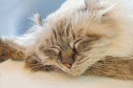 Photo American Curl