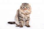 Photo American Curl