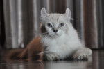 Photo American Curl