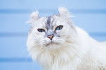 Photo American Curl