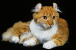 Photo American Curl