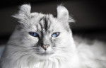 Photo American Curl